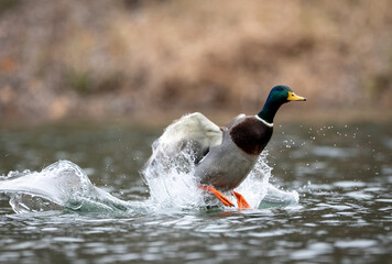 Mallard Drake Leaving the Water