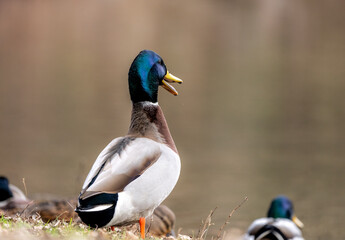 Mallard Drake Portrait