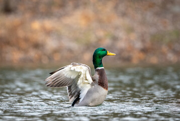 Mallard Duck Flapping its Wings