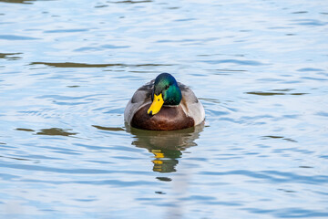 Mallard Swimming in Lake
