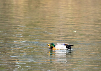 Mallard Swimming in Lake