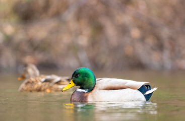 Mallard Swimming in Lake
