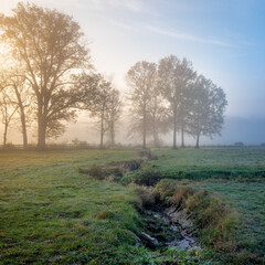 Misty Meadows in the Morning