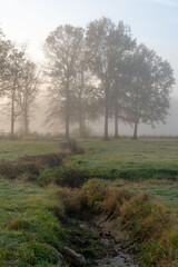 Obraz na płótnie Canvas Misty Meadows in the Morning