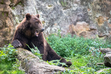 Huge furry brown bear with open mouth. Kamchatka brown bear (Ursus arctos beringianus) sitting on the ground among green grass with the rock in the background.
