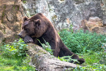 Fototapeta na wymiar Huge furry brown bear sleeping on a log. Kamchatka brown bear (Ursus arctos beringianus) rests with his head on a paw among green grass with the rock in the background.