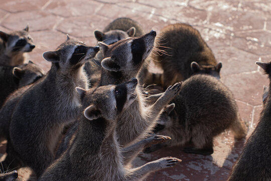 Mapaches 