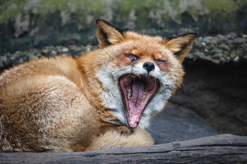 Naklejka na ściany i meble Fluffy red fox yawning. Old fox (Vulpes vulpes) with dense reddish-rusty fur lying on the ground with open mouth.