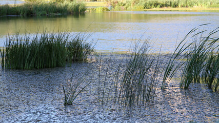 Obraz premium A pond with weeds at Inner Mongolia, China.