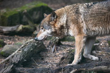 Beautiful grey wolf running through the forest. Adult timber wolf (Canis lupus) with mossy stone and logs in the background.