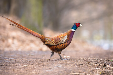 Male common pheasant in the autumn forest. Ring-necked pheasant cock (Phasianus colchicus) with long tail and beautiful copper-red plumage.