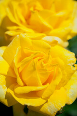 黄色いバラの花のクローズアップ

