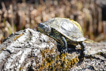 European pond turtle sunbathing on the mossy log. European pond terrapin or tortoise (Emys orbicularis) with glossy carapace and yellow spots on skin.