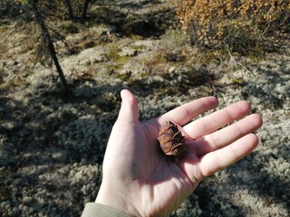 Beautiful colors of the summer nature of Yakutia