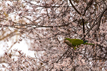 Argentine green parrot in an almond tree in the Retiro Park in Madrid in Spain. Pest animals in Madrid.