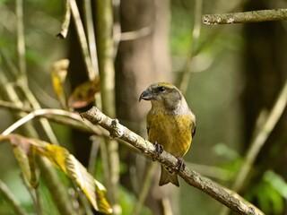 のんびりくつろぐ独特のくちばしのイスカ　メス