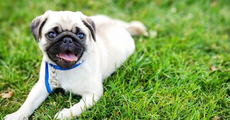 pug dog on grass