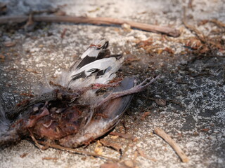 Weaver ants (Green ants) eat a dead bird