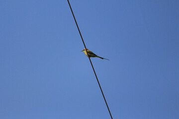 American fly catcher