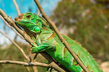 iguana verde