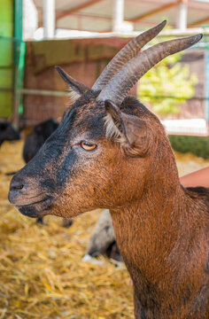 cabra en pastura de fondo
chèvre sur fond de pâturage
goat on pasture background
