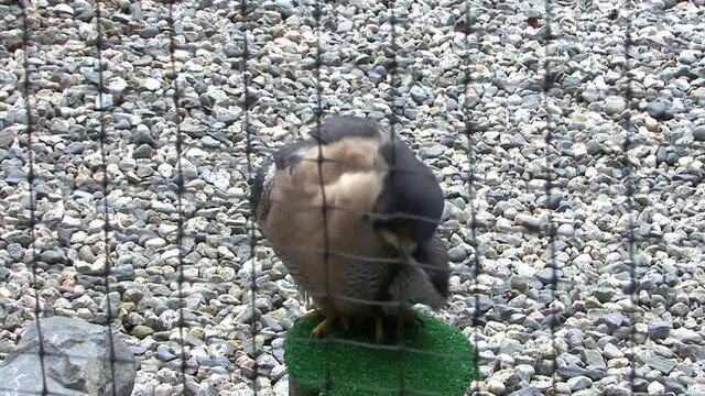 Peregrine falcon (Falco peregririus) in captivity.