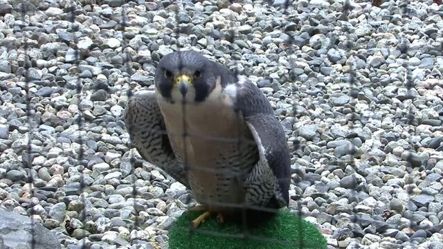 Peregrine falcon (Falco peregririus) in captivity.