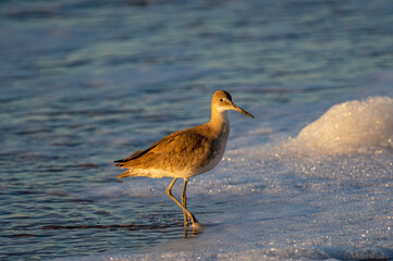 Willet Pointed to right, looking towards camera