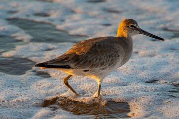 Willet walking Left to Right in Surf