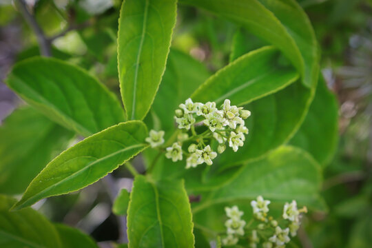 Delicate flowers on a Celastrus Scandens vine