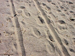 砂浜の跡