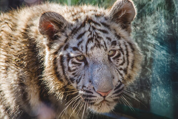 Royal White Bengal Tiger Cub Face Shot