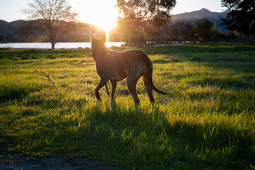 Dog at Sunrise in Park