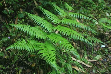 green fern in the forest