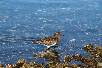 shore bird standing in the water