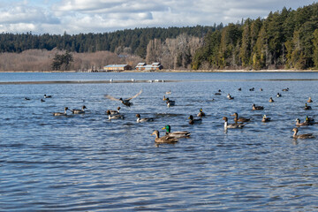 ducks swimming in a lagoon