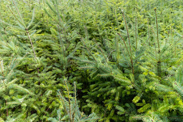 pine needles on branches in the forest