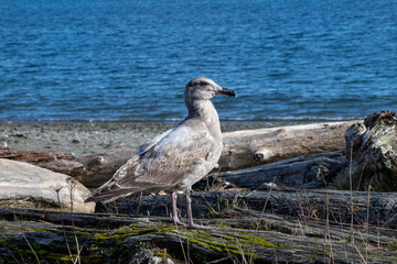 seagull on the beach