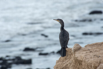 Cormorant perched near the coast , on a rock          
