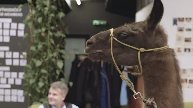 Llama with a rope rein around its head in an office,looking around.