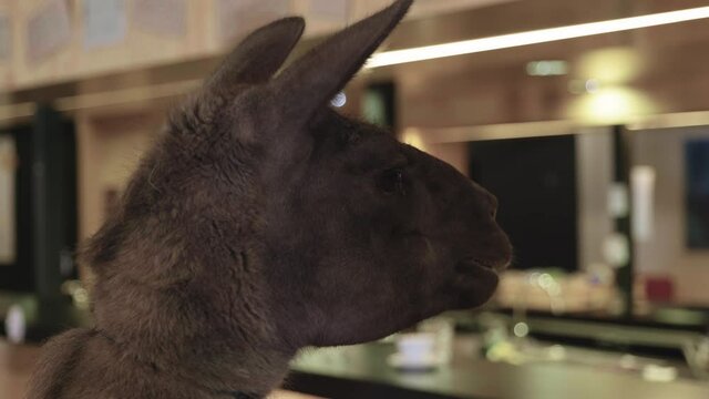 Close up of a llama in an office cafeteria,looking around.