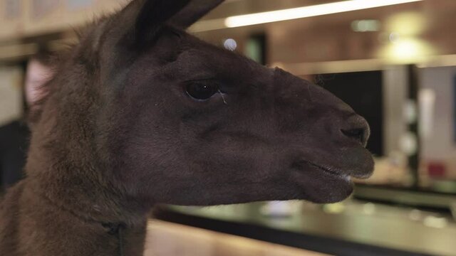 Close up of a llama and its head in an office cafeteria setting.