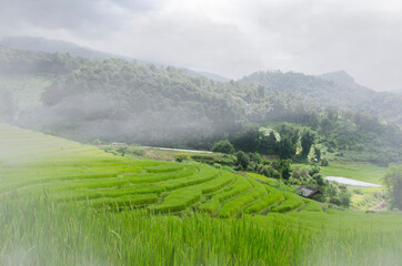 Obraz premium Green rice terraces on the hill in thick fog