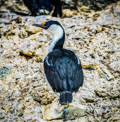 Blue Eye Anarctic Shag Paradise Bay Skintorp Cove Antarctica