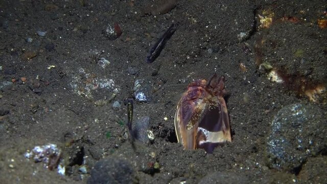 Giant Lisa's Mantis Shrimp (Lysiosquillina lisa) hunts for small fish. Night macro underwater world of Tulamben, Bali, Indonesia.