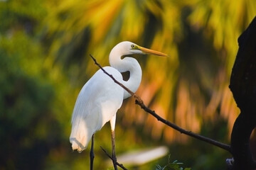 white crane bird with orange beak and long neck in forest .best Portrait shot of crane and egret bird . © deep