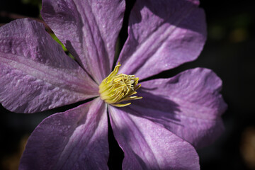 Macro of a purple clematis flower in spring