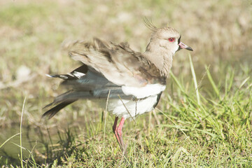 Southern lapwing perched on the ground 