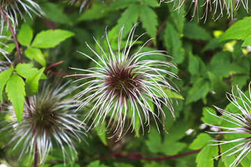 Heads of clematis flower puffs after blooming