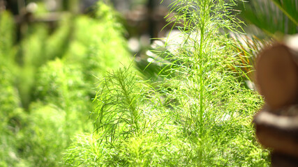 Dill herb plant home garden in morning sunlight